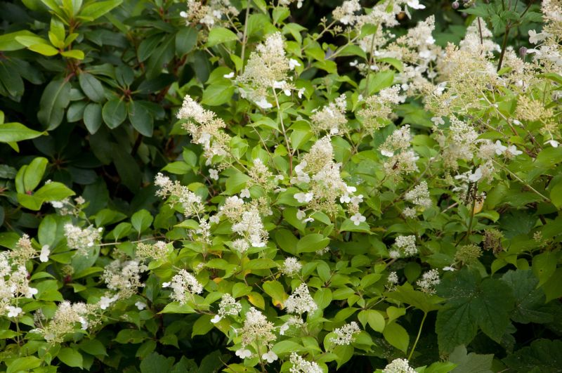 Rispenhortensie 'Kyushu' - Hydrangea paniculata 'Kyushu'
