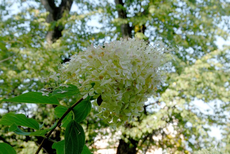 Rispenhortensie 'Phantom' - Hydrangea paniculata 'Phantom'