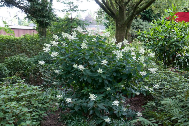 Rispenhortensie 'Tardiva' - Hydrangea paniculata 'Tardiva'