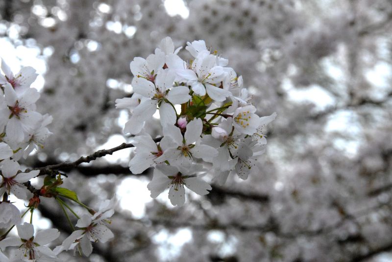 Rosa Winterkirsche 'Autumnalis Rosea' - Prunus subhirtella 'Autumnalis Rosea' CAC