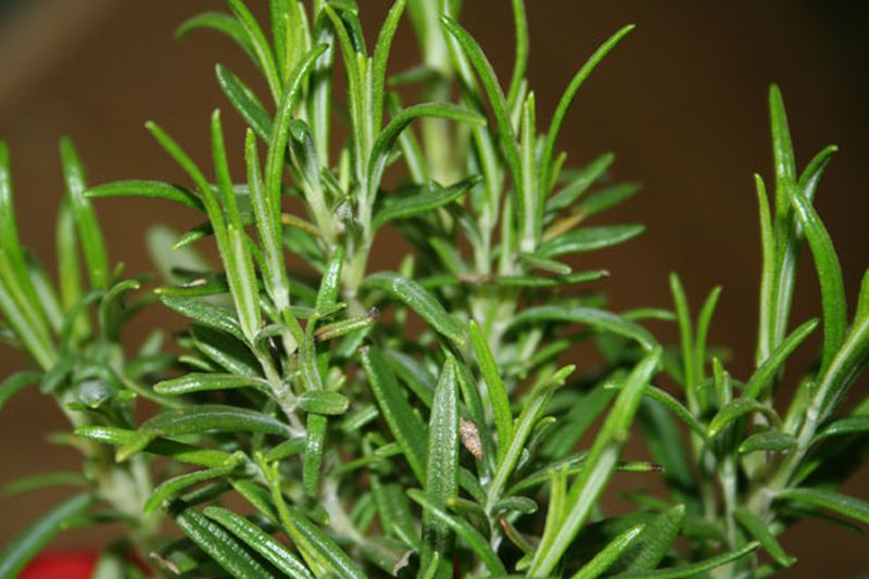 Rosmarin - Rosmarinus officinalis
