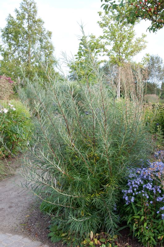 Rosmarinweide - Salix rosmarinifolia