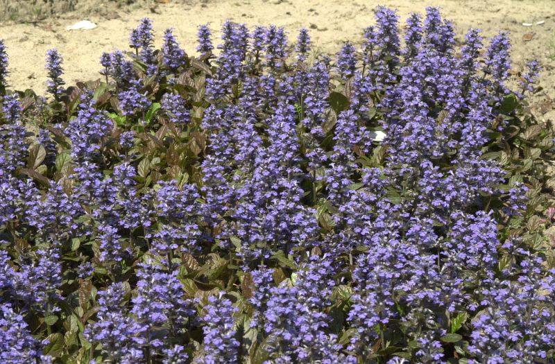 Rotblättriger Garten-Günsel - Ajuga reptans 'Atropurpurea'