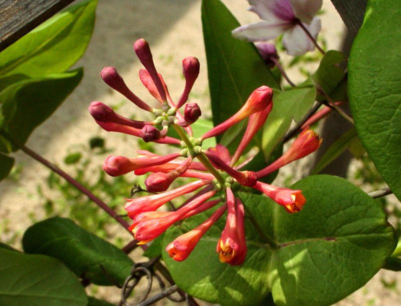 Rote Geißschlinge - Lonicera brownii 'Dropmore Scarlet'