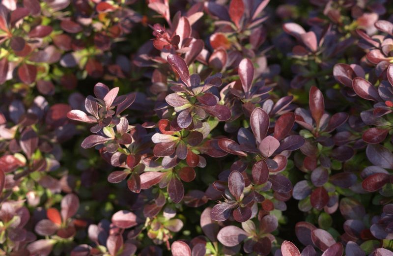 Rote Zwergberberitze 'Bagatelle' - Berberis thunbergii 'Bagatelle'