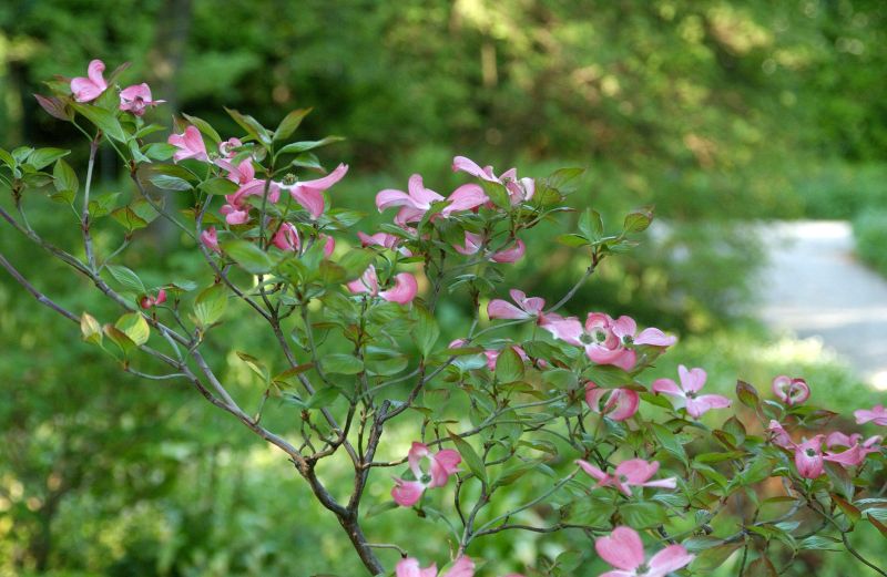 Roter Blumen-Hartriegel 'Rubra' - Cornus florida 'Rubra'