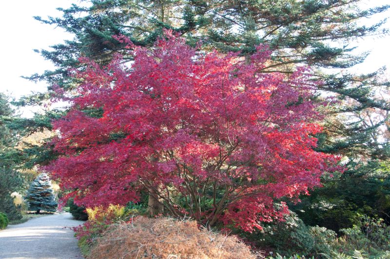 Roter Fächerahorn 'Bloodgood' - Acer palmatum 'Bloodgood'