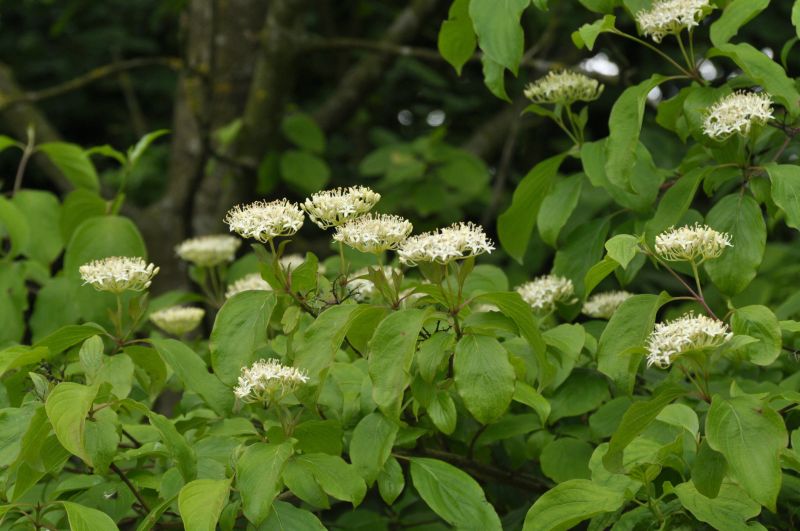 Roter Hartriegel - Cornus sanguinea