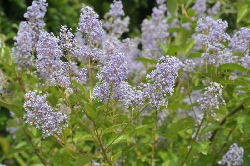 Säckelblume 'Glorie de Versailles' - Ceanothus delilianus 'Gloire de Versailles'
