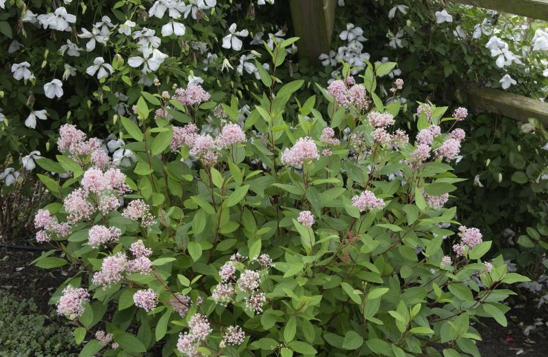 Säckelblume 'Marie Simon' - Ceanothus pallidus 'Marie Simon'
