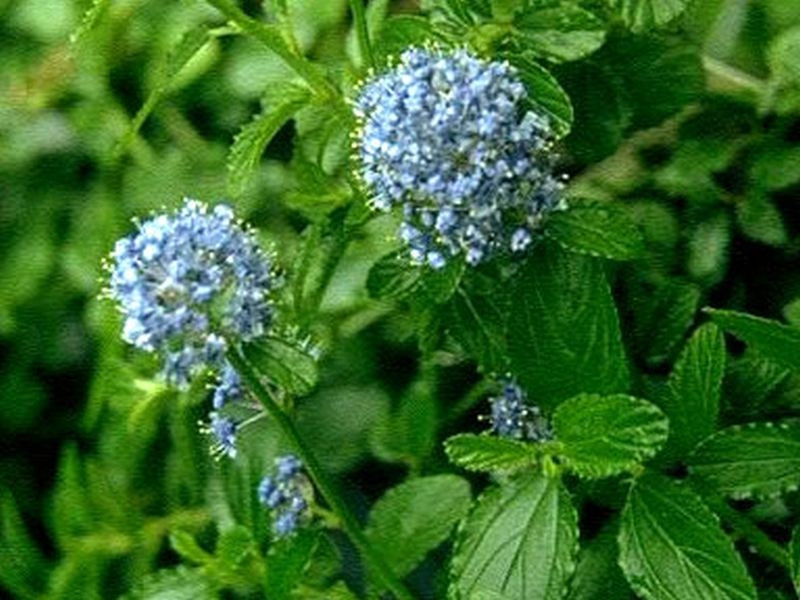Säckelblume 'Victoria' - Ceanothus impressus 'Victoria'