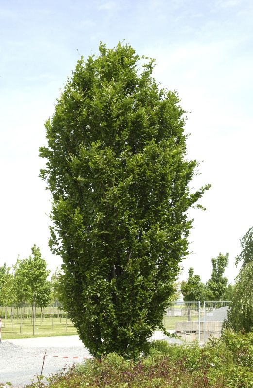 Säulen-Rotbuche 'Dawyck' - Fagus sylvatica 'Dawyck'