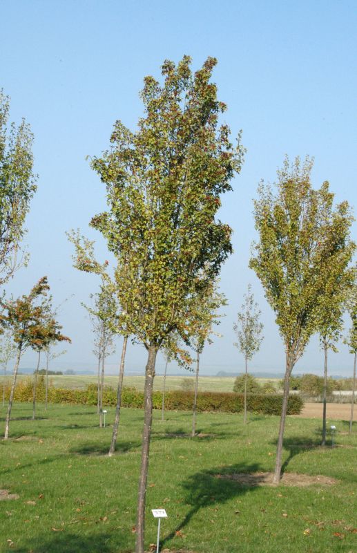 Säulen-Weißdorn - Crataegus monogyna 'Stricta'