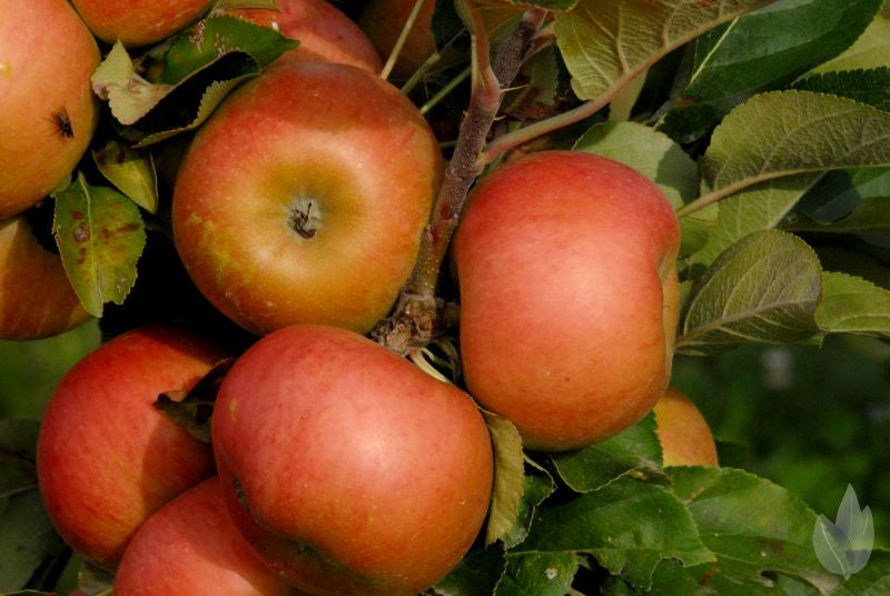 Säulenapfel 'Rhapsodie' -S- - Malus 'Rhapsodie' -S- CAC