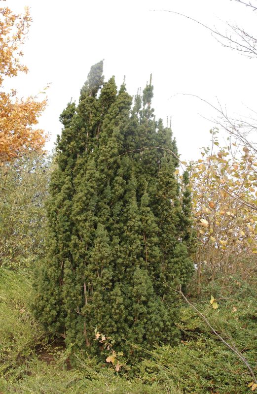 Säuleneibe 'Stricta Viridis' - Taxus media 'Stricta Viridis'