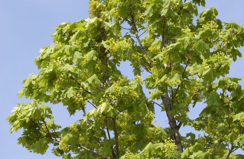 Säulenförmiger Spitzahorn 'Columnare' - Acer platanoides 'Columnare'