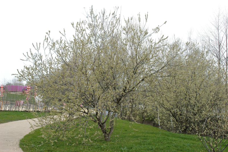 Salweide - Salix caprea