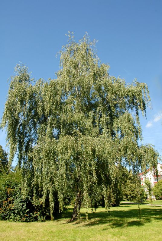 Sandbirke - Betula pendula