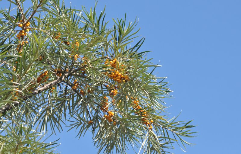 Sanddorn - Hippophae rhamnoides