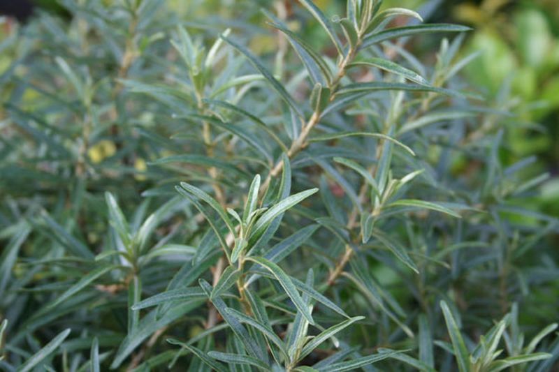 Sanddorn, männl.'Pollmix' - Hippophae rhamnoides 'Pollmix'