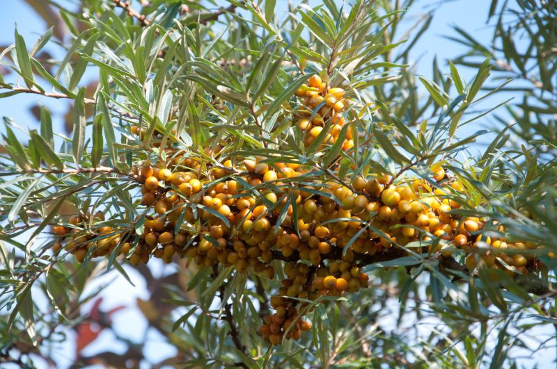 Sanddorn, weibl.'Hergo' - Hippophae rhamnoides 'Hergo'