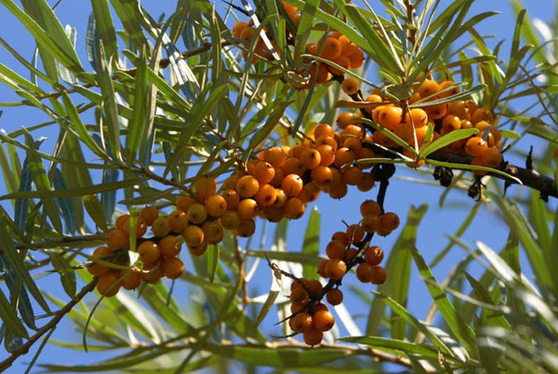 Sanddorn, weibl.'Leikora' - Hippophae rhamnoides 'Leikora'