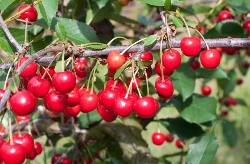 Sauerkirsche 'Heimanns Rubinweichsel' - Prunus cer.'Heimanns Rubinweichs.' CAC