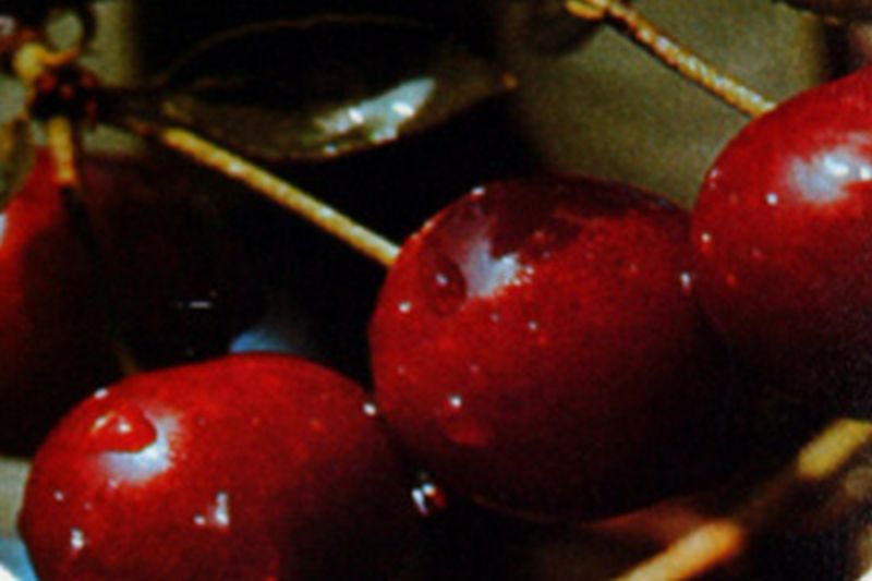 Sauerkirsche 'Karneol' 7.KW - Prunus cerasus 'Karneol' CAC