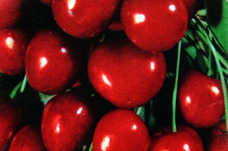 Sauerkirsche 'Schattenmorelle' 7.KW - Prunus cerasus 'Schattenmorelle' CAC