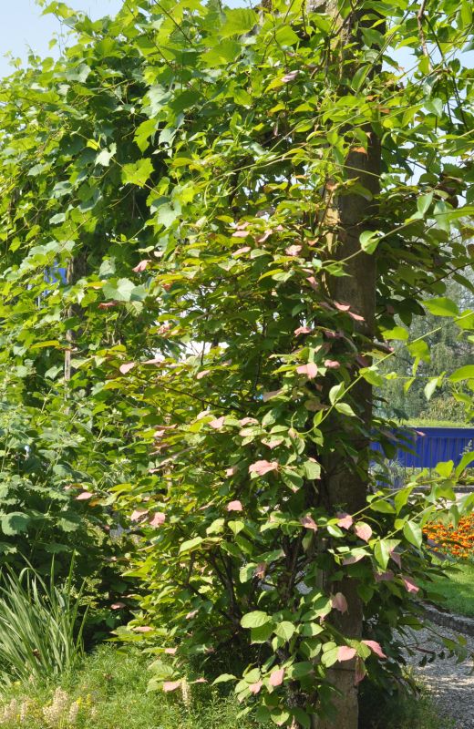 Scharfzähniger Strahlengriffel - Actinidia kolomikta