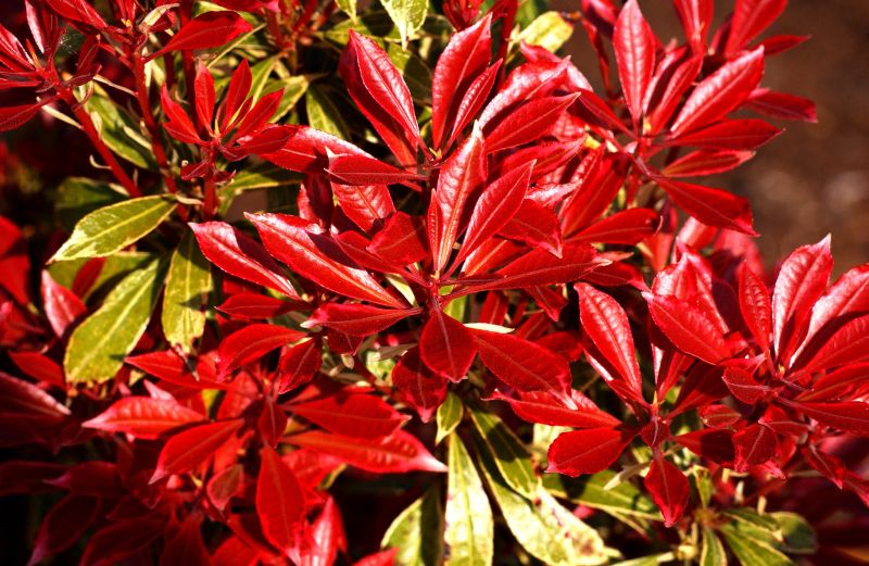 Schattenglöckchen 'Carnaval' - Pieris japonica 'Carnaval'