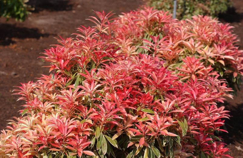 Schattenglöckchen 'Flaming Silver' - Pieris japonica 'Flaming Silver'