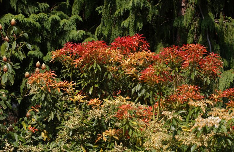 Schattenglöckchen 'Forest Flame' - Pieris japonica 'Forest Flame'