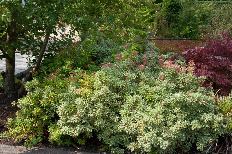 Schattenglöckchen 'Little Heath' - Pieris japonica 'Little Heath'