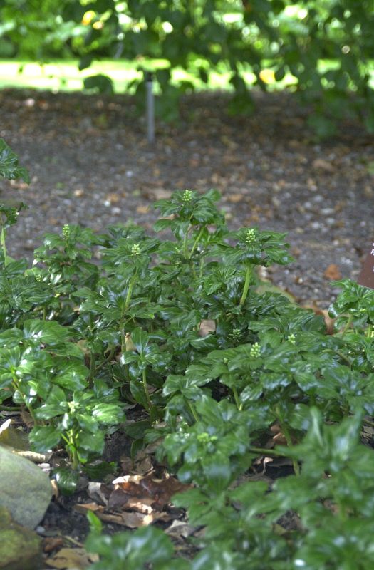 Schattengrün 'Green Sheen' ® - Pachysandra terminalis 'Green Sheen' ®