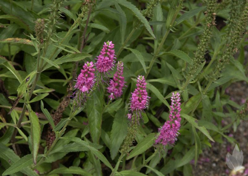 Scheinähriger Garten-Ehrenpreis Rotfuchs - Veronica spicata 'Rotfuchs'
