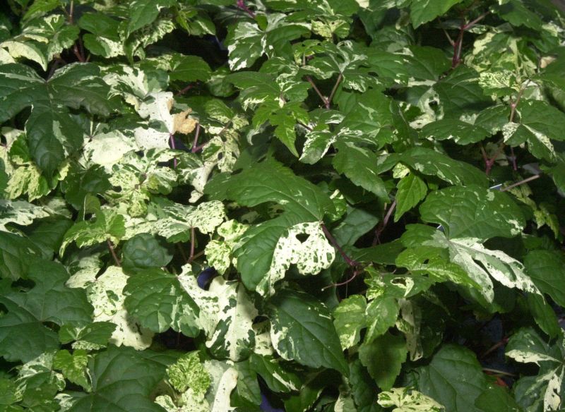 Scheinrebe 'Elegans' - Ampelopsis brevipedunculata 'Elegans'