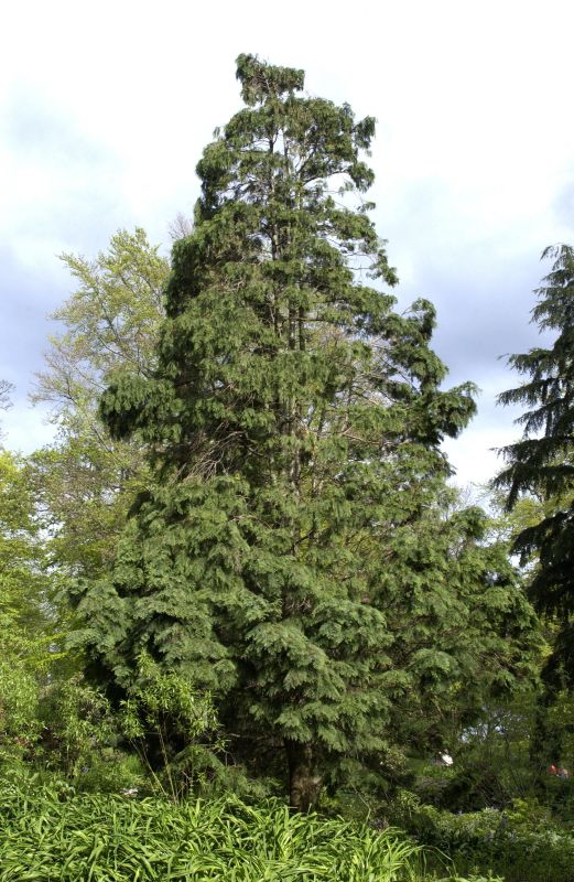 Scheinzypresse - Chamaecyparis lawsoniana
