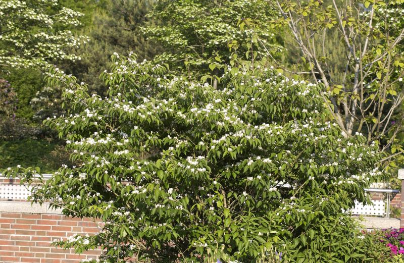 Schirm-Heckenkirsche - Lonicera maackii