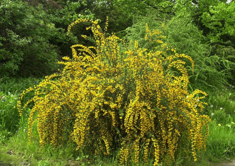 Schmalblättr.Berberitze - Berberis stenophylla