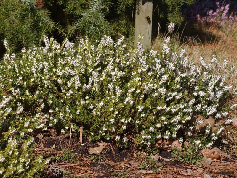 Schneeheide 'Snow Queen' - Erica carnea 'Snow Queen'