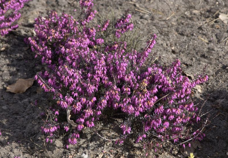 Schneeheide 'Vivellii' - Erica carnea 'Vivellii'