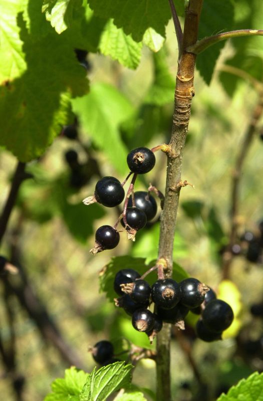 Schwarze Johannisbeere - Ribes nigrum