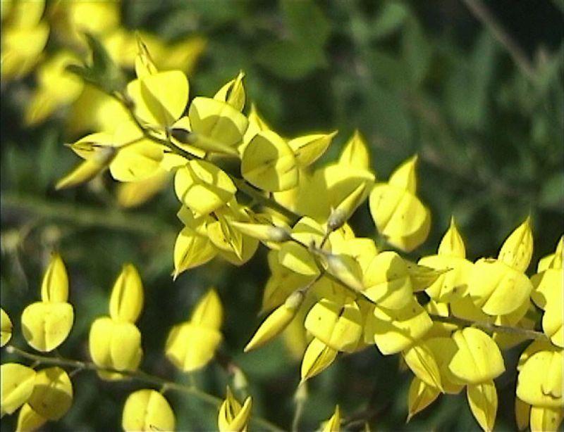 Schwarzer Ginster 'Cyni' - Cytisus nigricans 'Cyni'