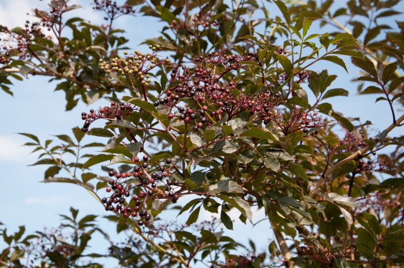 Schwarzer Holunder 'Black Beauty' ® - Sambucus nigra 'Black Beauty' ®