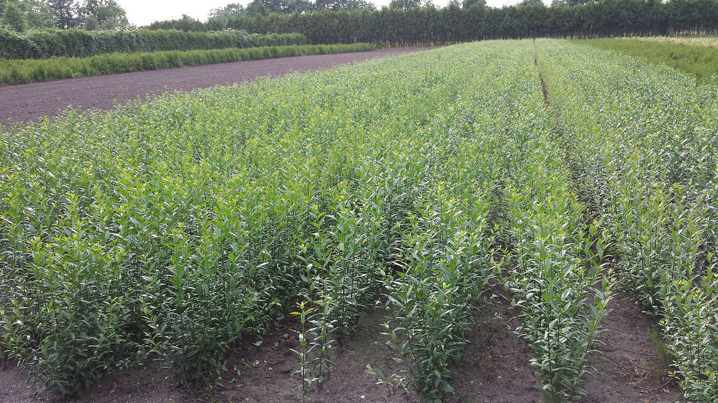 Schwarzgrüner Liguster 'Atrov.Select' - Ligustrum vulgare 'Atrovirens Select'