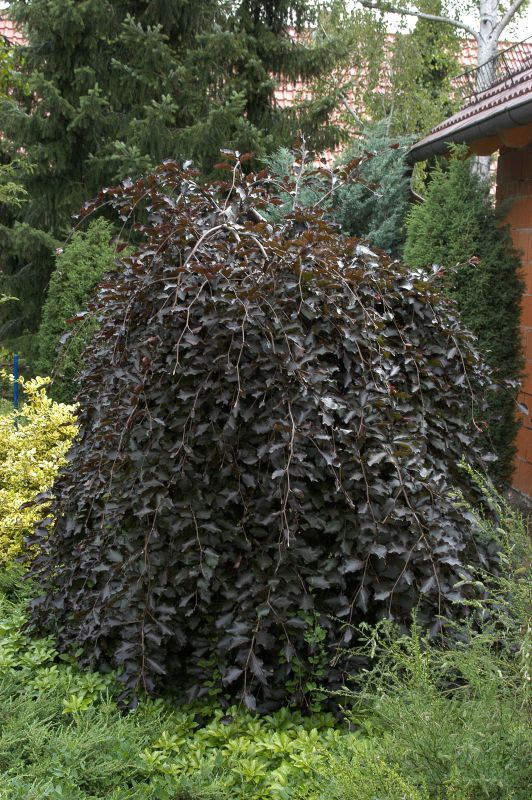 Schwarzrote Hängebuche - Fagus sylvatica 'Purpurea Pendula'