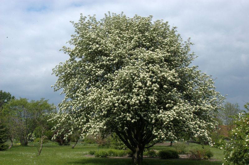 Schwedische Mehlbeere - Sorbus intermedia