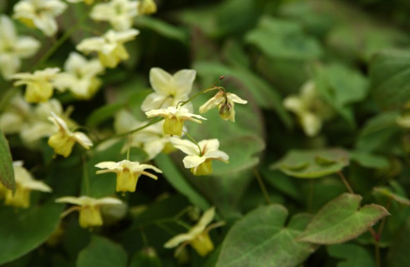 Schwefelgelbe Garten-Elfenblume - Epimedium x versicolor 'Sulphureum'