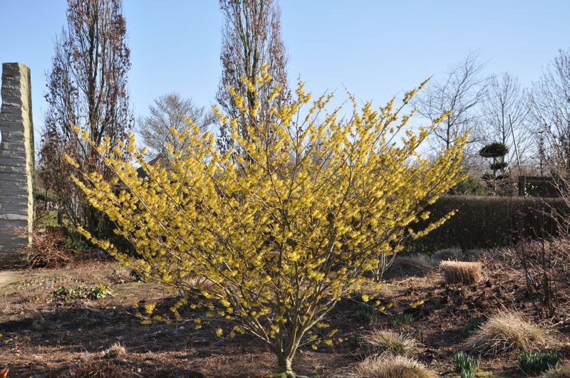 Schwefelgelbe Zaubernuss 'Arnold Promise' - Hamamelis intermedia 'Arnold Promise'